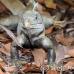 iguana_rock_lwc_provo_h_0084_tci0084.jpg